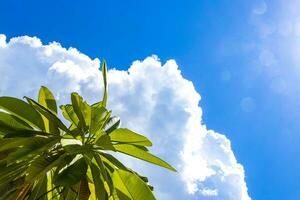 azul cielo con nubes Dom Brillo Solar y arboles en México. foto