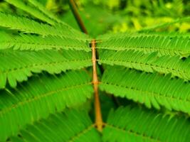 Leaves change color, become mottled, brown and dry photo