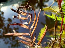 Leaves change color, become mottled, brown and dry photo