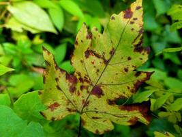 hojas cambio color, volverse abigarrado, marrón y seco foto