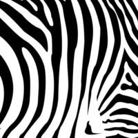 Zebra pattern. Striped leather, linear pattern. Tiger pattern. Design of greeting cards, posters, patches, prints on clothes, emblems. Abstract pattern, line background, fabric. vector