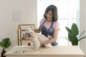 Female professional groomer trimming haircut and combing dog fur at pet spa grooming salon photo