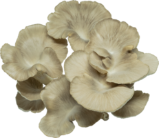 isolated oyster mushroom cutout on transparent background. png
