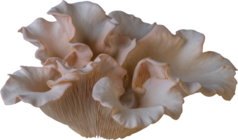 isolated oyster mushroom cutout on transparent background. png