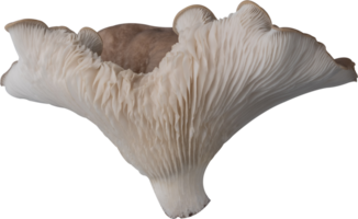 isolated oyster mushroom cutout on transparent background. png