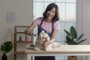 Female professional groomer trimming haircut and combing dog fur at pet spa grooming salon photo