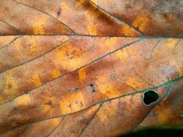 Leaves change color, become mottled, brown and dry photo