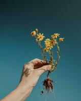 Beautiful Yellow Flowers with Roots photo