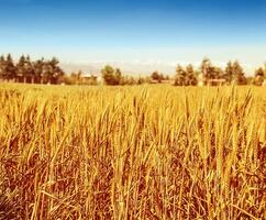 Beautiful wheat field photo