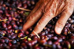 Black olives harvest photo