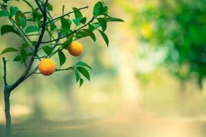 Orange tree garden photo