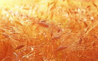 Wheat field background photo