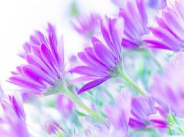 Gentle pink daisy flowers photo