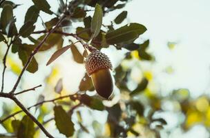 Beautiful Acorn in Sunlight photo