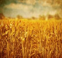 Wheat field landscape photo
