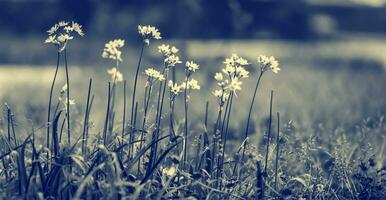 Beautiful gentle wildflowers photo