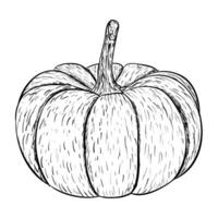 conceptos de calabaza de moda vector