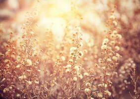 Beautiful floral field photo