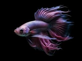 AI generated Beautiful Siamese Fighting Fish. Close Up of Betta Fish Isolated on Black Background. Generative AI photo