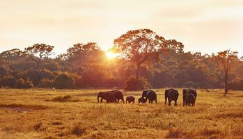 salvaje elefantes manchado durante safari foto