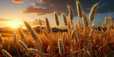 AI generated Wheat Fields with a Beautiful Sunset View. Generative AI photo