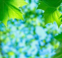 Green leaves background photo