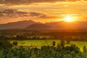 Ceylon tea fields, Sri Lanka photo