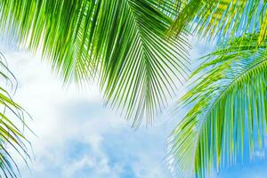 Fresh green palm tree foliage photo