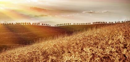 Golden dry wheat field photo