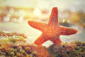 Beautiful starfish on the beach photo