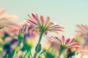 Daisy flower field photo