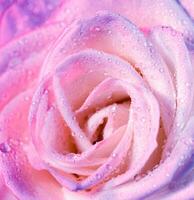 Pink rose background photo