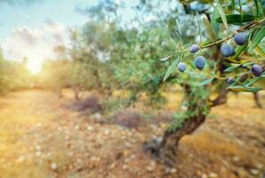 Olive trees garden photo