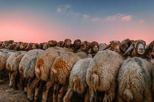 Sheep paddock on the pasture photo