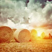 Many dry haystack in sunset light photo