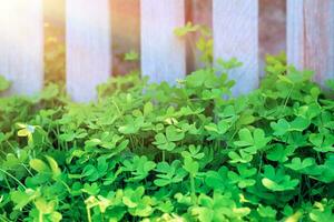 Fresh clovers field photo