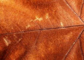 Brown dry leaf background photo