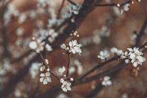 Beautiful cherry tree bloom background photo