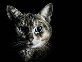 Beautiful cat portrait photo