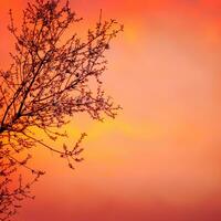 Blooming tree on sunset background photo