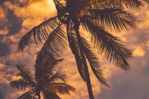 Palm trees over sunset sky background photo