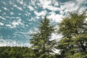 Amazing big cedars trees photo