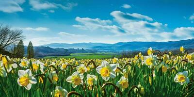 AI generated Daffodil Flowers in the Field with Blue Sky View. Generative AI photo