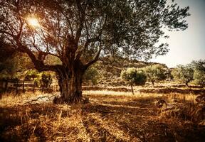 Beautiful olive tree photo