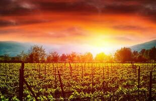 Grape valley in sunset photo