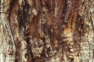 Old tree trunk background photo