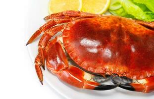 Red tasty boiled crab photo