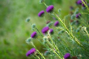 Purple wild flowers on the field photo