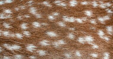 Animal Fur Background photo