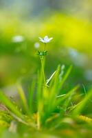 Blooming spring flowers photo